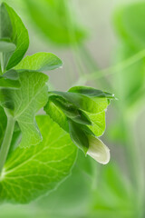 Green shoots of young organic peas. Leaves and flowers with drops of water or dew. sprouts. Selective focus, low depth of field