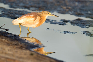 Indian pond heron fishing at Asker Marsh