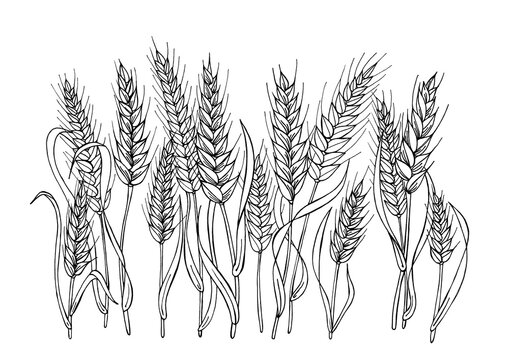 Black and white image of wheat spikelets. Thirteen stylized ears of wheat. Drawn by hands with a black liner