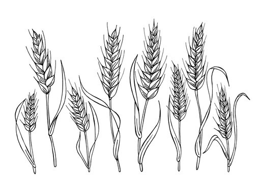 Black and white image of eight ears of wheat. The stylized graphic image is as similar to real spikelets as possible. Drawn by hands with a black liner