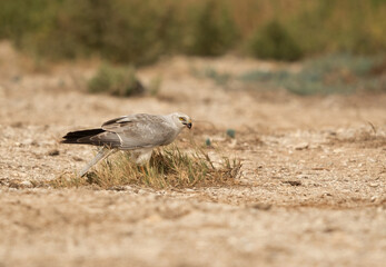 Pallid harrier with a kill, Bahrain