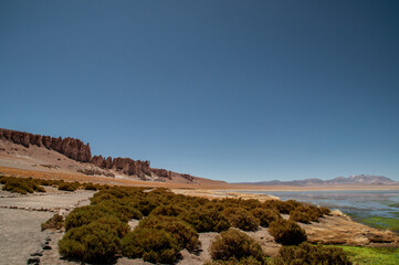 Bushy area directly at a lake in Chile