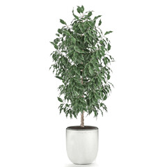  decorative Ficus benjamina in a pot Isolated on a white background
