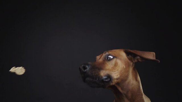 Purebred Ridgeback dog catching snack in studio
