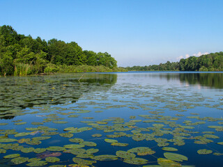 Lake in the wood. Sunny summer day on a forest lake.