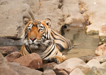 Portrait of Tiger in water