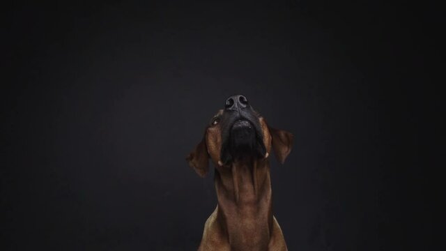 Purebred Ridgeback dog catching snack in studio