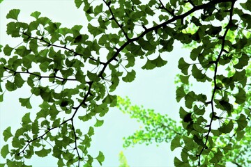 イチョウの葉のコントラスト