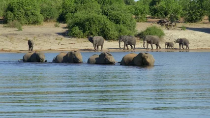Foto op Aluminium Family of elephants in the water and on the shore. Zambia, Africa  © Daniel