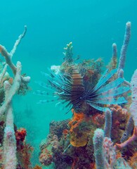 Fototapeta na wymiar Scorpion fish sitting on a colorful coral, Caribbean Sea, Panama