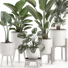  exotic plants in a white pot on white background