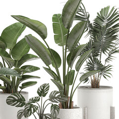  exotic plants in a white pot on white background