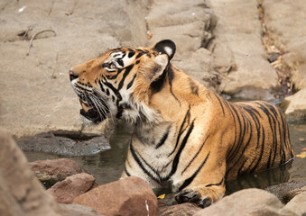 Tiger in water hole, Ranthambore National Park