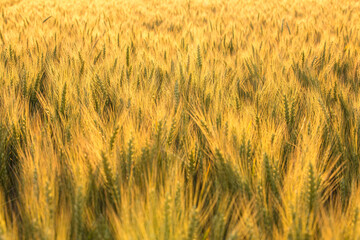 Wheat green field not ripened.Beautiful natural landscape at sunset. Rural landscape under bright sunlight.Collection concept