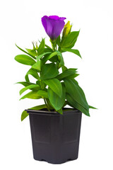 Potted eustoma flower in a pot on a white background. Isolated.