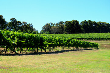Fototapeta na wymiar Australian vineyards