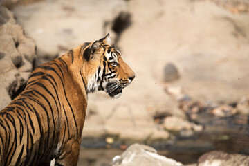 Closeup of a Tiger cub