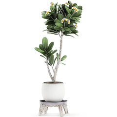 Frangipani tree in a white pot on white background