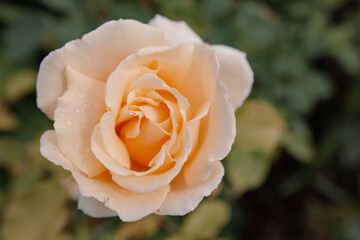 Pink rose close-up. Detail, macro.