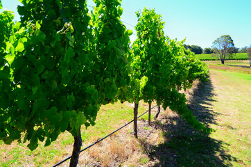 Naklejka premium Australian vineyards