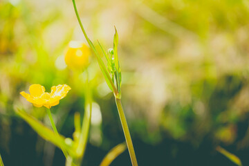 Close up of a Common Buttercup flower