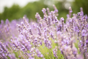 lavender flowers in green field