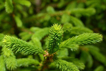 Young branches of the Christmas tree. Fresh spruce shoots