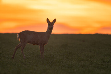 Reh im Sonnenuntergang