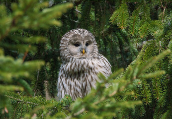 Ural owl
