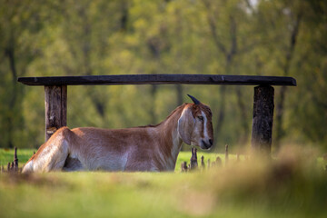 Landscape Goat taking rest in trees shadow. Selective focus. Shallow depth of field. Background...
