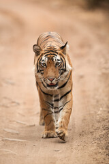 Fototapeta premium Tiger walking on the road of Ranthambore National Park