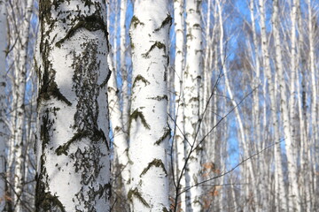 Fototapeta premium Young birches with black and white birch bark in spring in birch grove against background of other birches