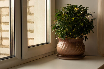 Dwarf ficus on the window. Home flower on the windowsill. Christmas tree on the windowsill. Cozy corner on the window.