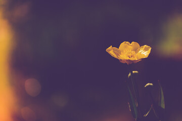 Obraz premium Close up of a Common Buttercup flower