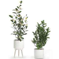 Frangipani tree in a white pot on white background