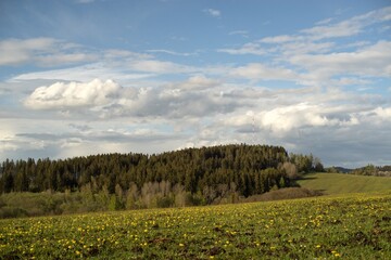 Obraz premium meadow with flowers