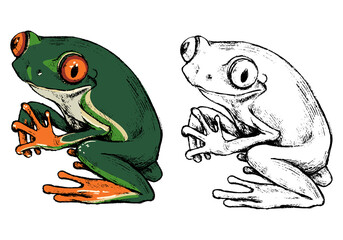 Hand drawn vector illustration of Red-eyed tree frog. Set of contour and color drawing isolated on white. Realistic cute reptile, animal sketch. Elements for design poster, print, postcard, t-shirt.