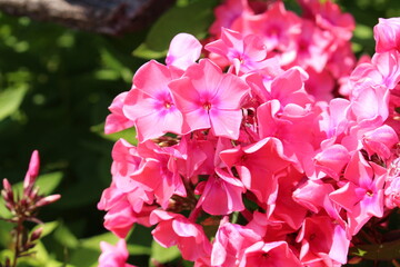 Pink "Garden Phlox" flowers (or Perennial Phlox) in Innsbruck, Austria. Its scientific name is Phlox Paniculata, native to USA and Canada. 