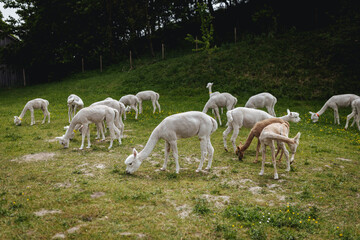 Obraz na płótnie Canvas Adorable Alpacas