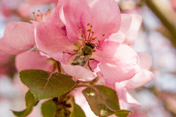 bee pollinates pink apple tree flower on flowering tree in spring, colorful background with  image...