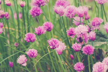 group of Chive Purple flowers in a garden