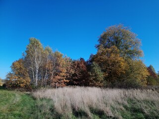 Krajobraz,drzewa,jesień,charakter,bory.