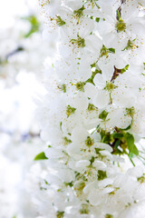 white cherry flowers, gentle natural background with spring vegetation