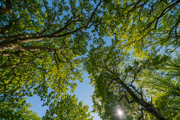 Forest looking up