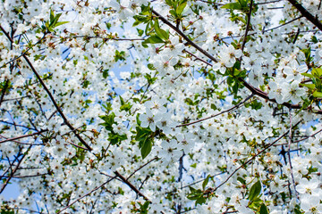 white cherry flowers, gentle natural background with spring vegetation