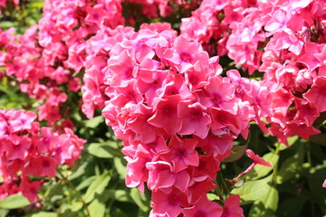 Obraz premium Pink 