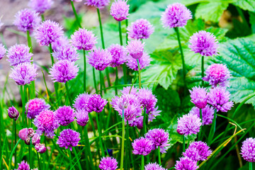group of Chive Purple flowers in a garden