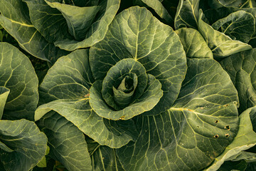Fototapeta premium Cabbage head in row detailed closeup in a sunset light. Agriculture field in rural area.