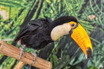 Toco Toucan