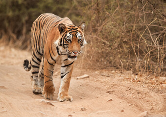 Fototapeta na wymiar Tiger cub walking on the mud track.